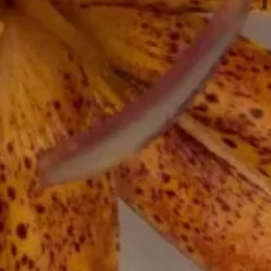 A close up of the flower petals.