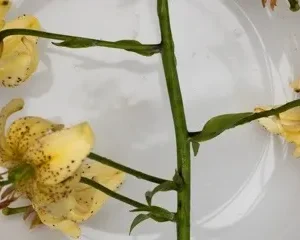 A white plate with some yellow roses on it