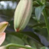 Close-up of a lily flower bud.
