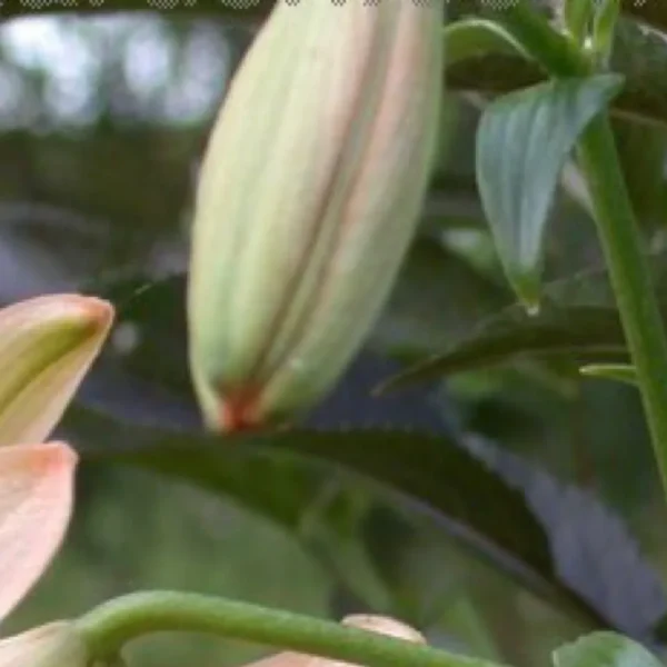 Close-up of a lily flower bud.