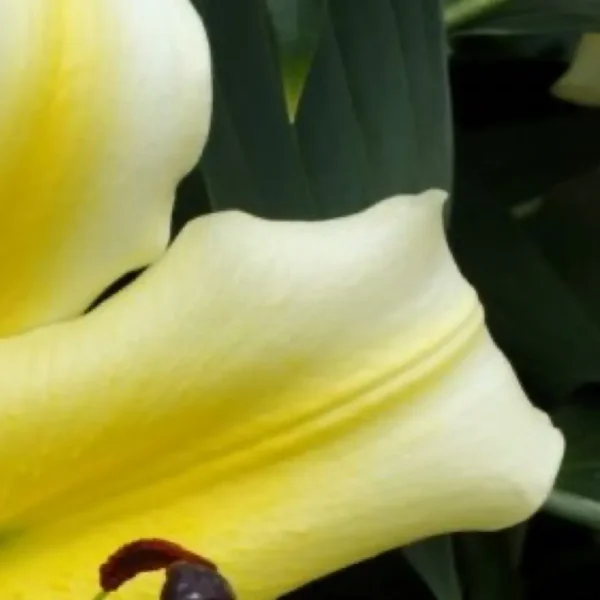 Yellow calla lily petal close-up