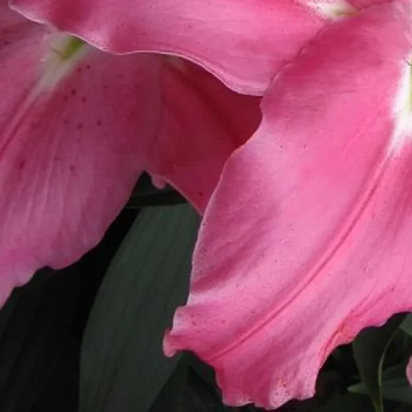 Pink lily flower petals with green leaves.