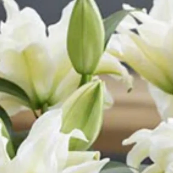 White lilies in full bloom and buds.