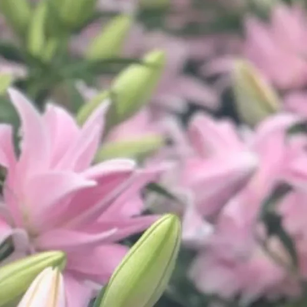 Pink lilies and green buds in bloom.