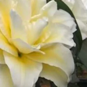 Yellow and white flower with green leaves.