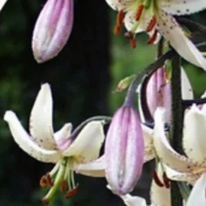 Purple and white flowers with green background.