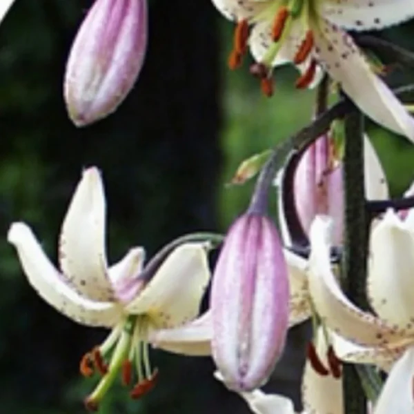 Purple and white flowers with green background.