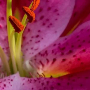 Speckled pink lily interior and stamens