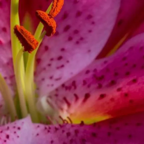 Speckled pink lily interior and stamens