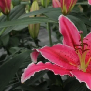 Pink lily in full bloom, green leaves.