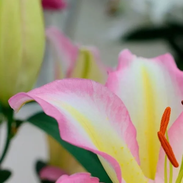 Close-up of a pink and yellow lily.
