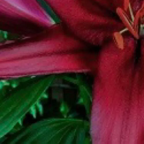 Close-up deep red lily petals and stamen