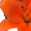 Bright orange lily in full bloom.
