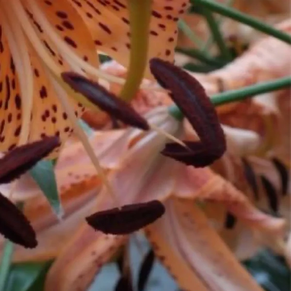 Close-up of a spotted orange lily.