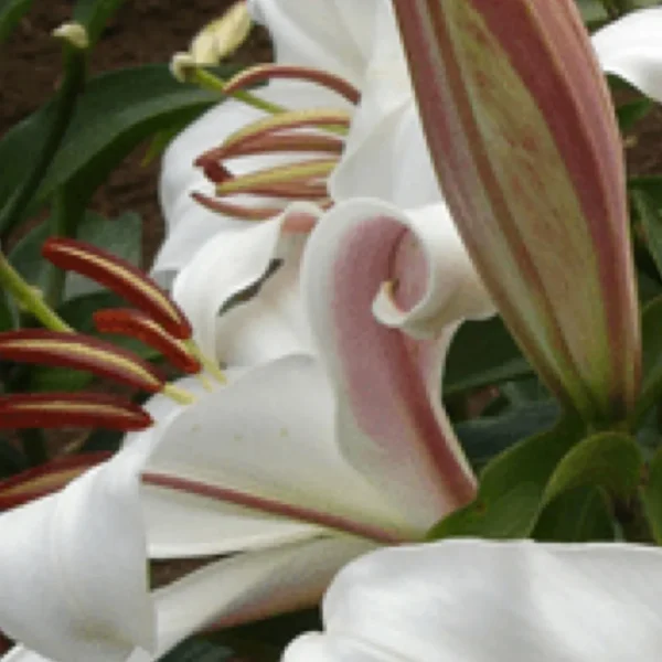 Close-up white lily blossoms with pink throats