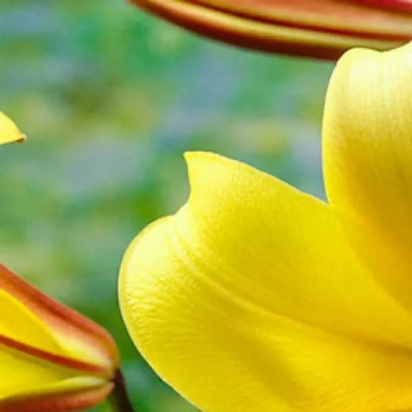 Macro yellow flower petal with blurred background