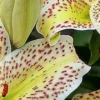 Yellow spotted lily petals close-up