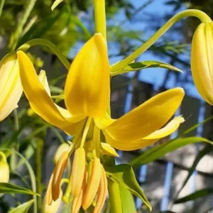 Yellow lilies blooming in sunlight.