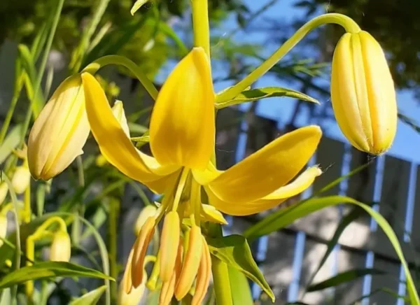 Yellow lilies blooming in sunlight.