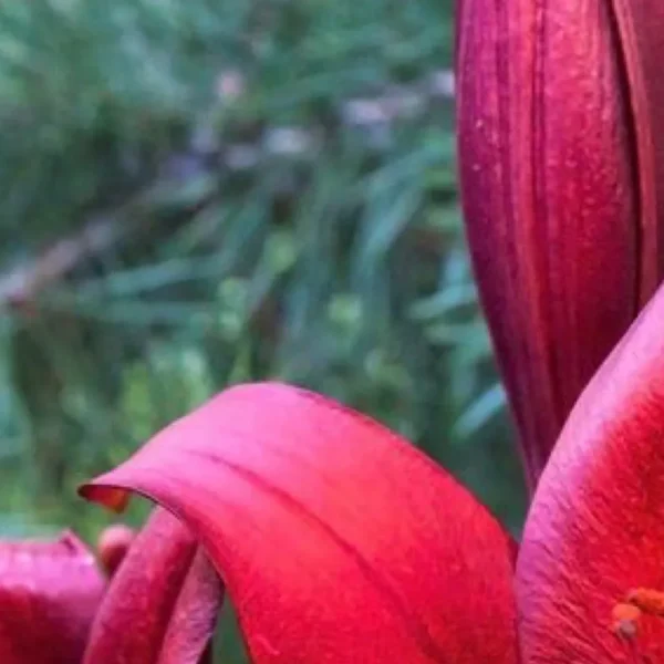 Macro red lily petals with blurred green background