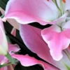 Pink and white lilies in close-up.
