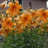 Orange lilies blooming near brick building.