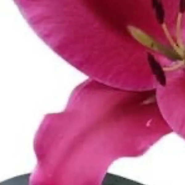 Deep magenta lily petal with curled edge