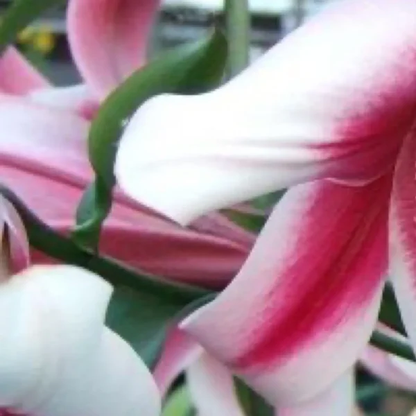 Close-up of pink and white lilies.