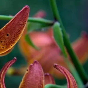 Close-up of vibrant orange exotic flowers.