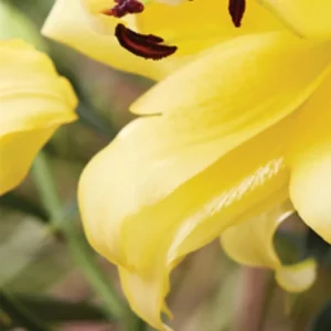 Yellow lily with dark stamens in bloom.