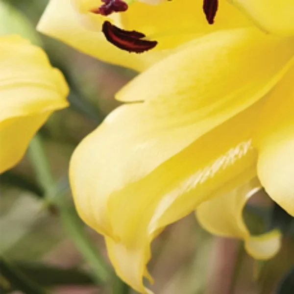 Yellow lily with dark stamens in bloom.