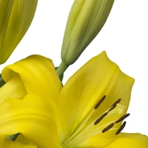 Yellow lily flower with green buds.