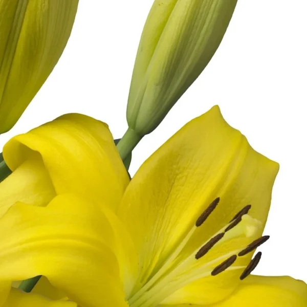 Yellow lily flower with green buds.