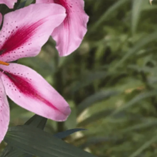 Pink speckled lily petals close-up