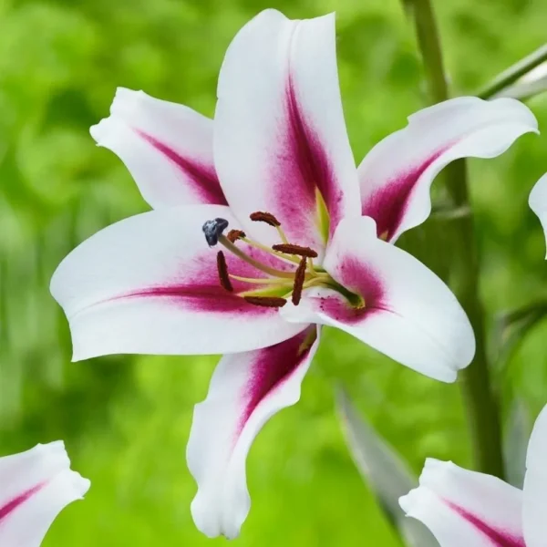 White lily with vibrant magenta center
