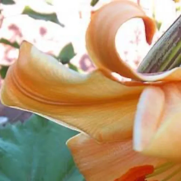 Peach lily flower close-up view.