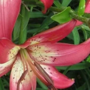 Pink lily bloom with speckled center