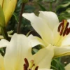 Pale yellow lilies with brown stamens