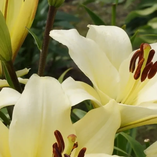 Pale yellow lilies with brown stamens