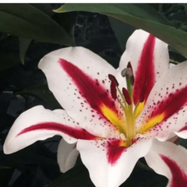 Red and white speckled lily flower.
