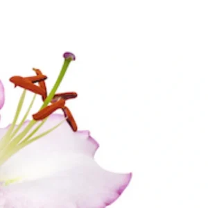 White-edged lily petal with brown anthers