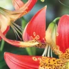 Red lilies with yellow-brown spots.