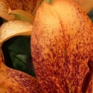 Close-up of orange speckled lily petals