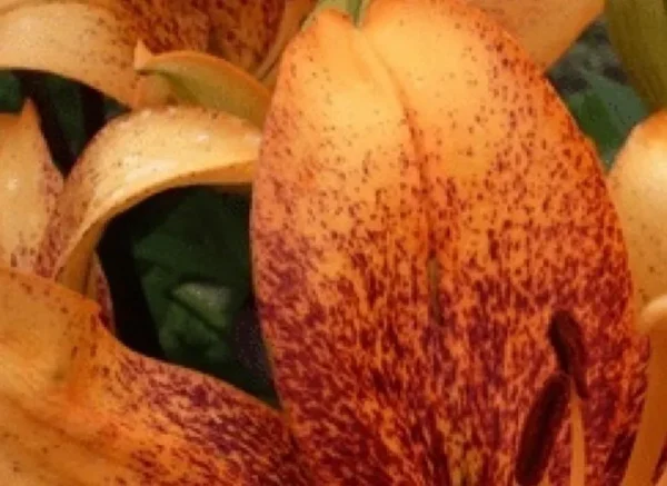 Close-up of orange speckled lily petals