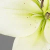 Close-up of a creamy white lily.