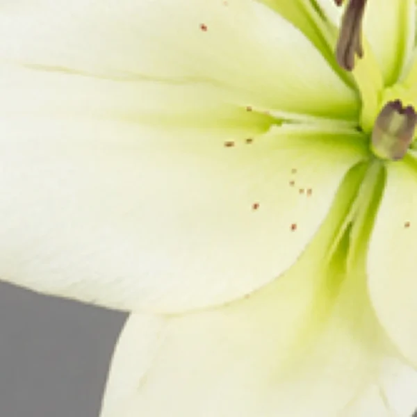 Close-up of a creamy white lily.