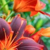 Dark red and orange lilies blooming.