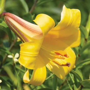 Bright yellow lily in full bloom.