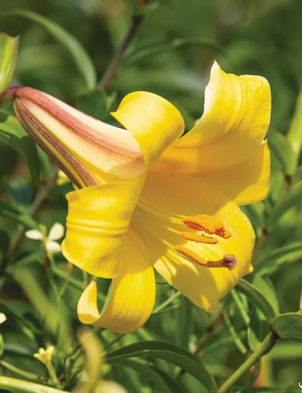 Bright yellow lily in full bloom.