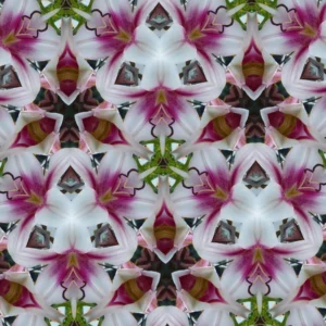Kaleidoscope pattern of pink and white flowers.
